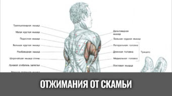отжимания от скамьи