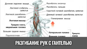 разгибание-рук-с-одной-гантелью-из-за-головы