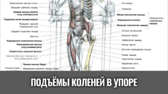 подъемы-коленей-в-упоре