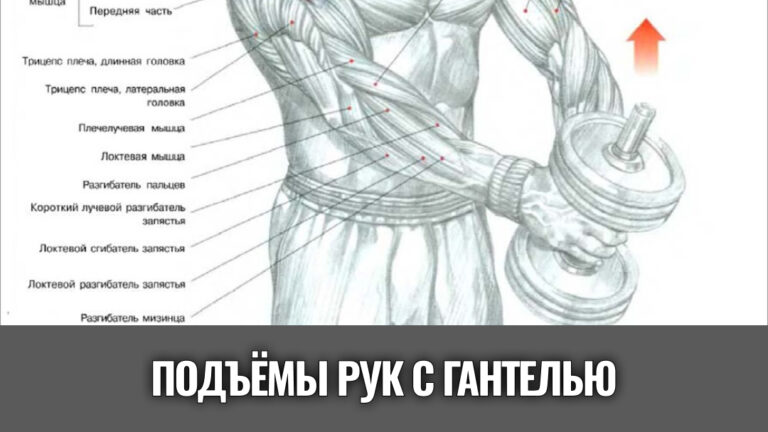 подъемы-рук-вперед-с-одной-гантелью