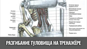 разгибание-туловища-на-тренажере