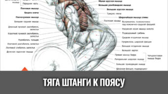 тяга-штанги-стоя-в-наклоне