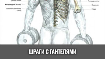 шраги-с-гантелями